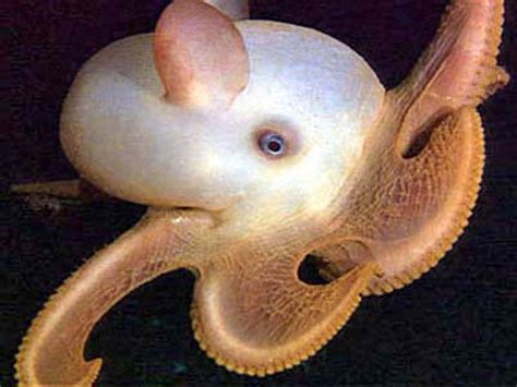 Octopus | Description, Behavior, Species, Photos, & Facts | Britannica