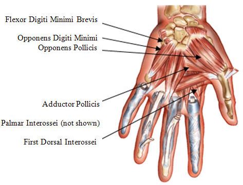 Keyboard Hand Muscles (interossei, lumbricales, thenar eminence)