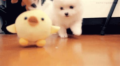 Puppy GIFs - Find & Share on GIPHY