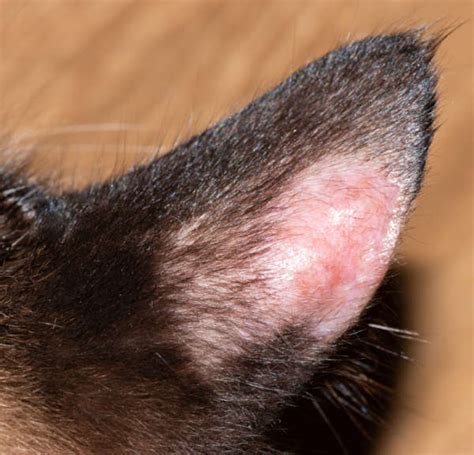 What Is Ringworm And How Do I Know If My Companion Animal, 49% OFF
