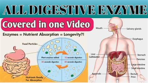 ALL DIGESTIVE ENZYME AT ONE PLACE||STUDY BYTES|| - YouTube