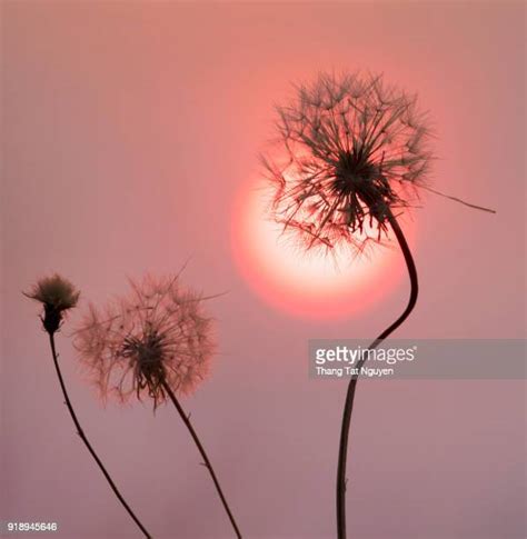 Asian Blowing Dandelion Photos and Premium High Res Pictures - Getty Images
