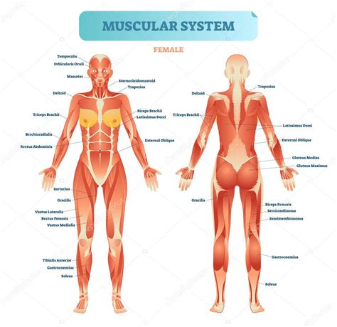 Full Body Muscular Diagram Pdf : blank muscles diagram to label - Google Search | Human ...