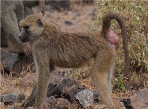 Baboon Reproduction: Linking Sexual Swellings, Estrogen, and Mating ...