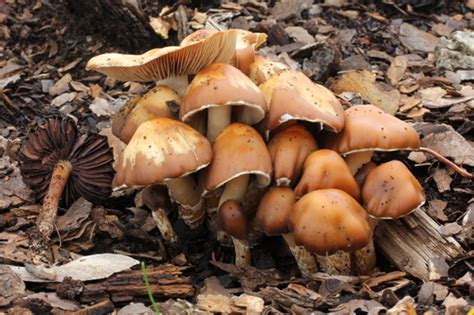 Psilocybe caerulescens · iNaturalist