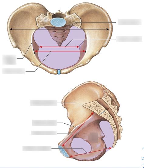 True vs False Pelvis Diagram | Quizlet