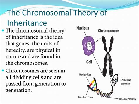 PPT - Errors and Exceptions in Chromosomal Inheritance PowerPoint ...