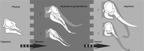 Female preference promotes asynchronous sex evolution in proboscideans