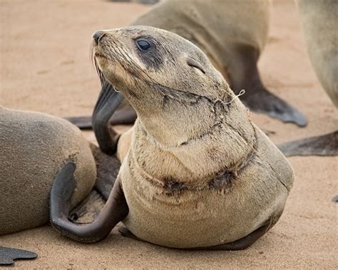 Save our Seals – Ocean Conservation Namibia | GoGetFunding