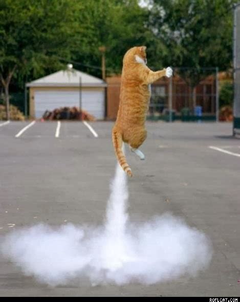 Strange Days Indeed News: Rocket Cats Planned For Use As Weapons Of War 500 Years Ago