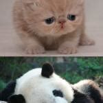 Cute animals - Imgflip