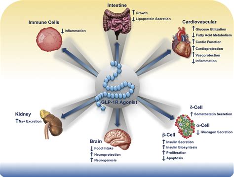 Pharmacology, Physiology, and Mechanisms of Incretin Hormone Action ...