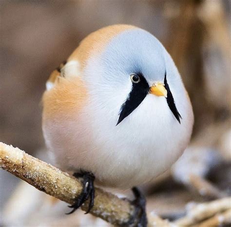 Account Suspended | Schöne vögel, Vögel als haustiere, Niedliche vögel