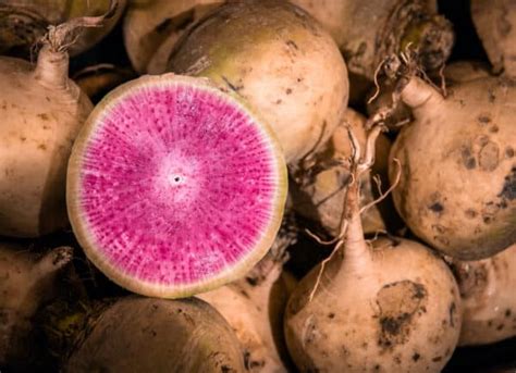 13 Unusual Root Vegetables to Explore