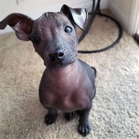 The Xoloitzcuintli - A Unique Hypoallergenic Dog (Complete Guide ...