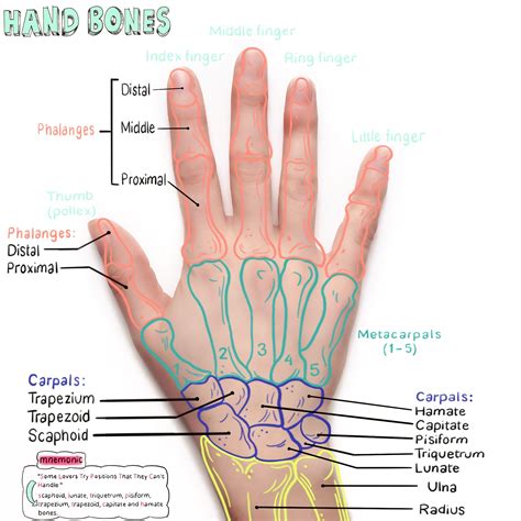 From #coffeeandanatomy | Physical therapy assistant, Medical anatomy ...