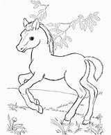 Cute Horse Coloring Pages At GetColoringscom  Free Printable sketch template
