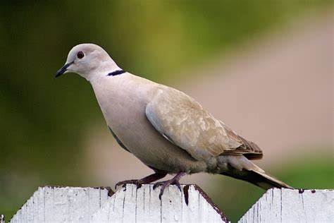 Ringed Turtle-Dove - eBirdr