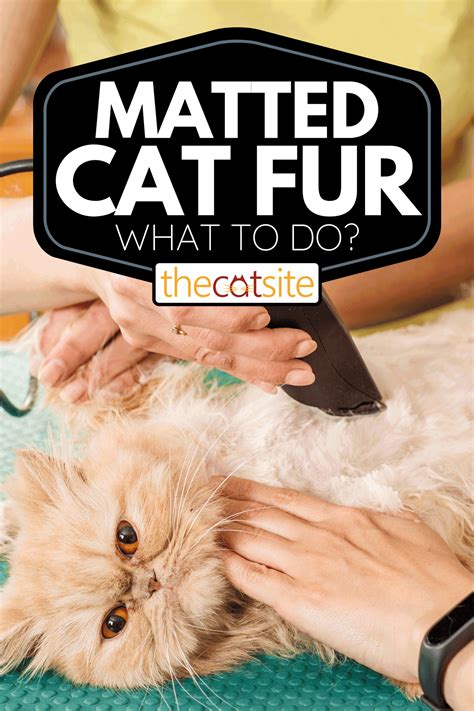 How to Deal With Matted Cat Fur (3 Options Explored) - TheCatSite