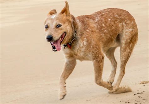 Are Red Heeler Cattle Dogs Good With Cats