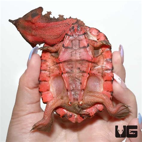 Peruvian Mata Mata Turtle - Underground Reptiles