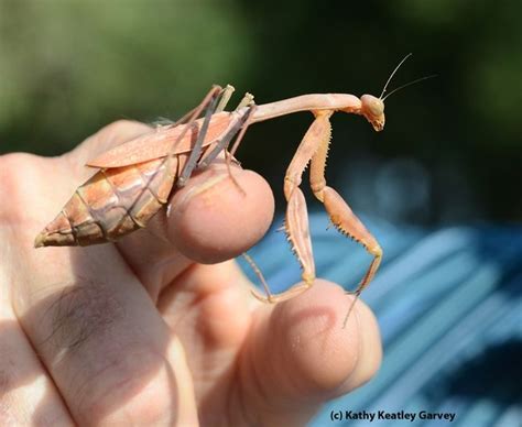 Pregnant praying mantis. (Photo by Kathy Keatley Garvey) ********AWESOME creatures Bad Bugs ...