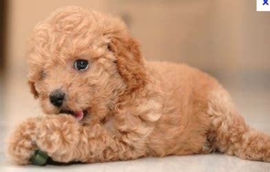 Miniature Poodle, in light brown or dark brown. SO CUTE defs want! | Poodle puppy, Poodle dog ...