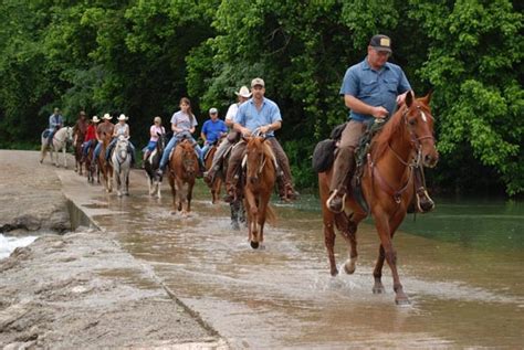 Missouri Fox Trotter Horse Info, Origin, History, Pictures