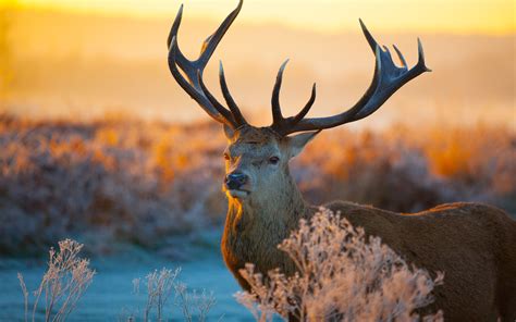 Pictures of Animals in The Wild - Male Deer with Big Antlers - HD ...