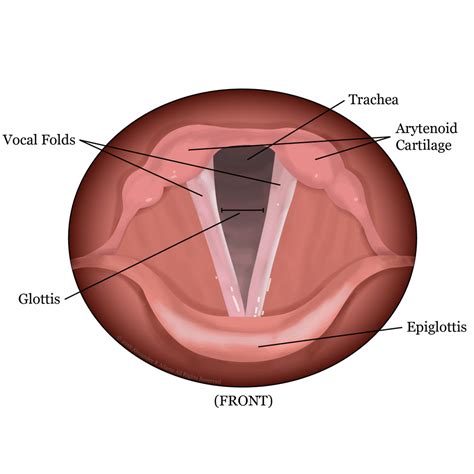 [DIAGRAM] Nasolabial Folds Diagram - MYDIAGRAM.ONLINE