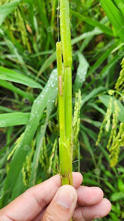 Rice Stem Borer Larvae Attack Inside of Rice Stem . Stock Image - Image of inside, dessert ...