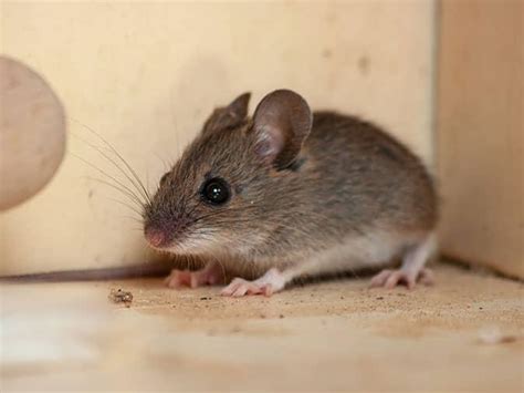 House Mice vs Deer Mice | The Differences Between Mice In CO