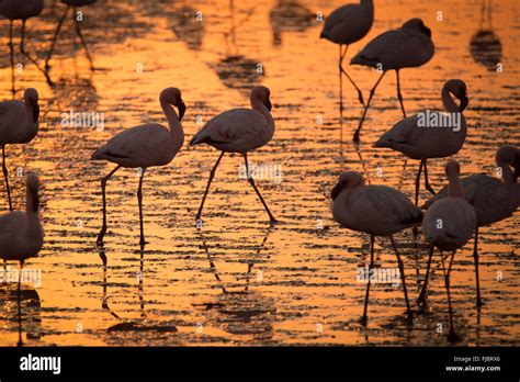 Flamingos at the Walvis Bay wetland Stock Photo - Alamy