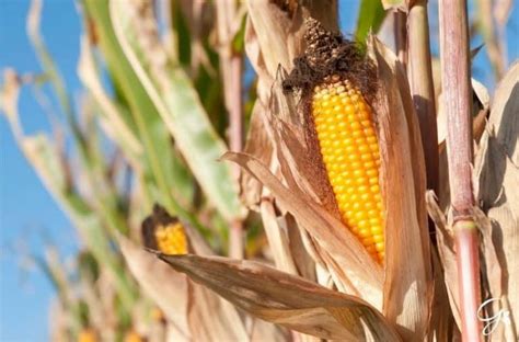 Harvesting Sweet Corn: When And How To Harvest Sweet Corn | Gardening ...