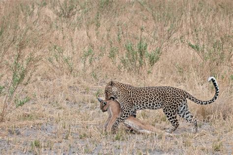 Cat fight: leopard vs. caracal - Africa Geographic