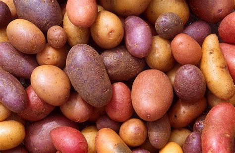 A Guide to the Roots and Tubers You Didn't Know You Loved - Modern Farmer