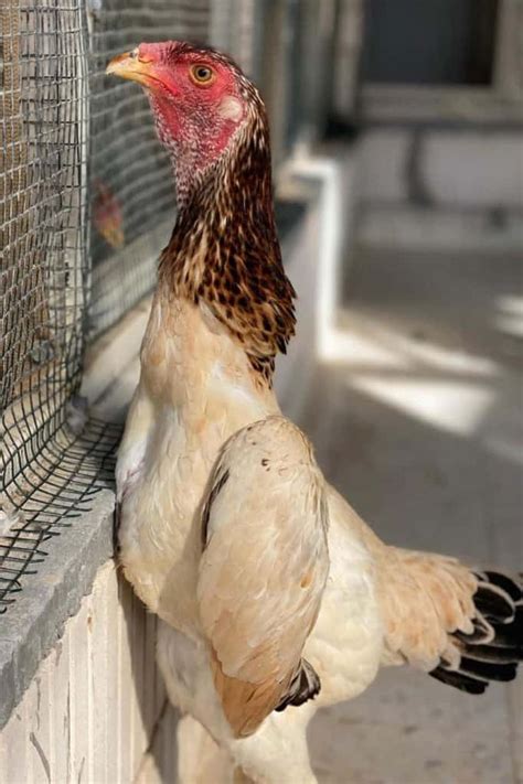 Shamo Chicken: History, Size, Eggs, Health and Care