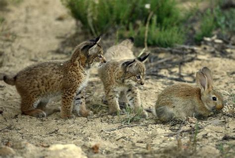 Iberian Lynx cubs & European Rabbit