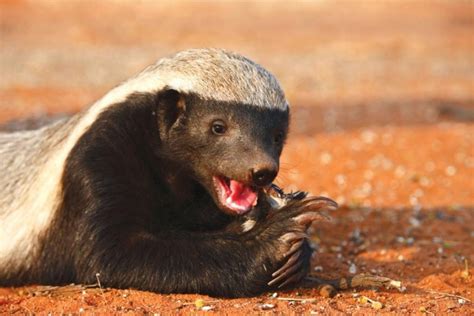 Honey Badger(Mellivora capensis) - Shadows Of Africa