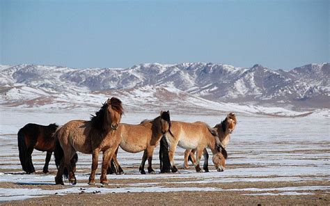 Mongolian Horse | Horses, Beautiful horses, Beautiful horses photography