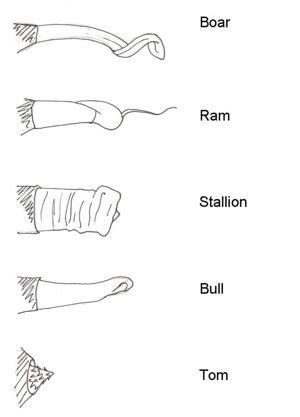 Penis - Anatomy & Physiology - WikiVet English