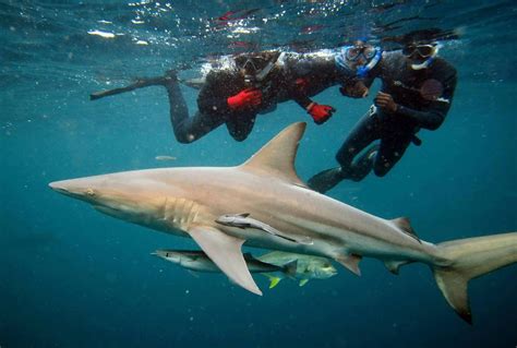 Shark dives one way to add toothy adventure to Durban trip