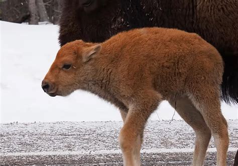 Who Knew Yellowstone's Baby Bison Could Be So Adorable?