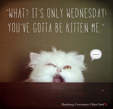 Humor Happy Wednesday Images And Quotes