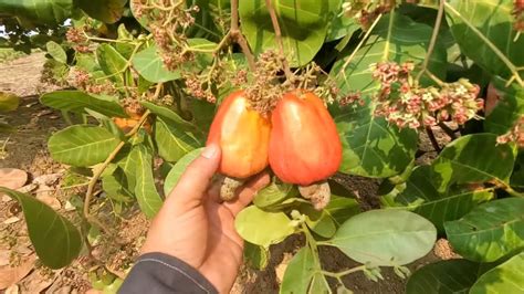 Happy Cashew Nut Harvesting | Harvesting Fishing Family Gathering In ...