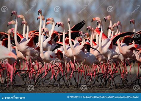 Flock of Greater Flamingo, Phoenicopterus Ruber, Nice Pink Big Bird ...