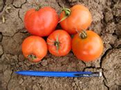 Tomatoes - Specialty Crops