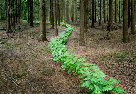 Artist Has Spent 7 Years Turning UK Forests Into Works Of Art