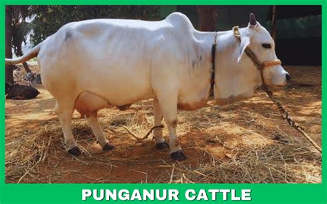 Punganur Cow Price, LifeSpan, Milk Per Day, Milk Price Per litre!