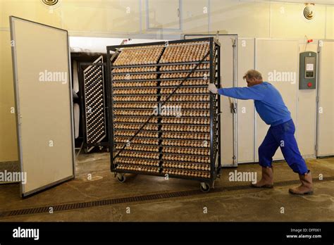 Egg hatchery at poultry production unit Stock Photo - Alamy